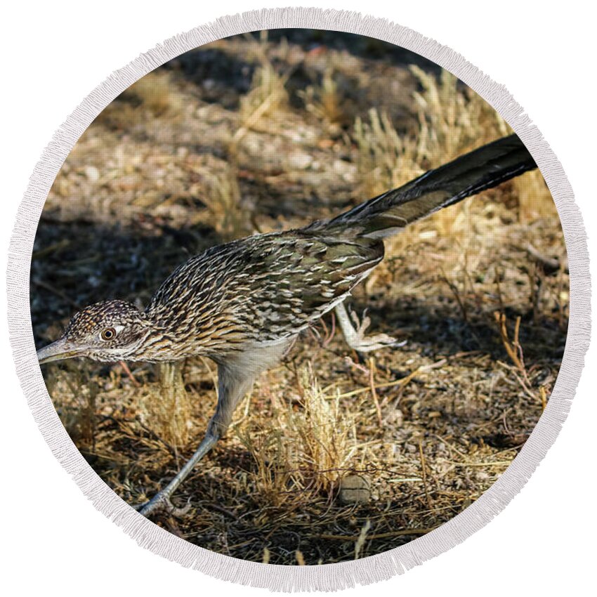 2020 Round Beach Towel featuring the photograph Roadrunner Hunting 2 by Dawn Richards