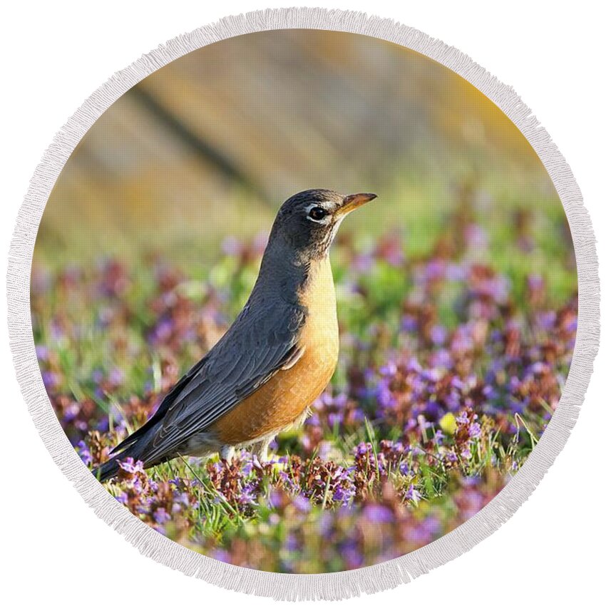 Robin Round Beach Towel featuring the photograph Robin in a bed of purple flowers by Yvonne M Smith
