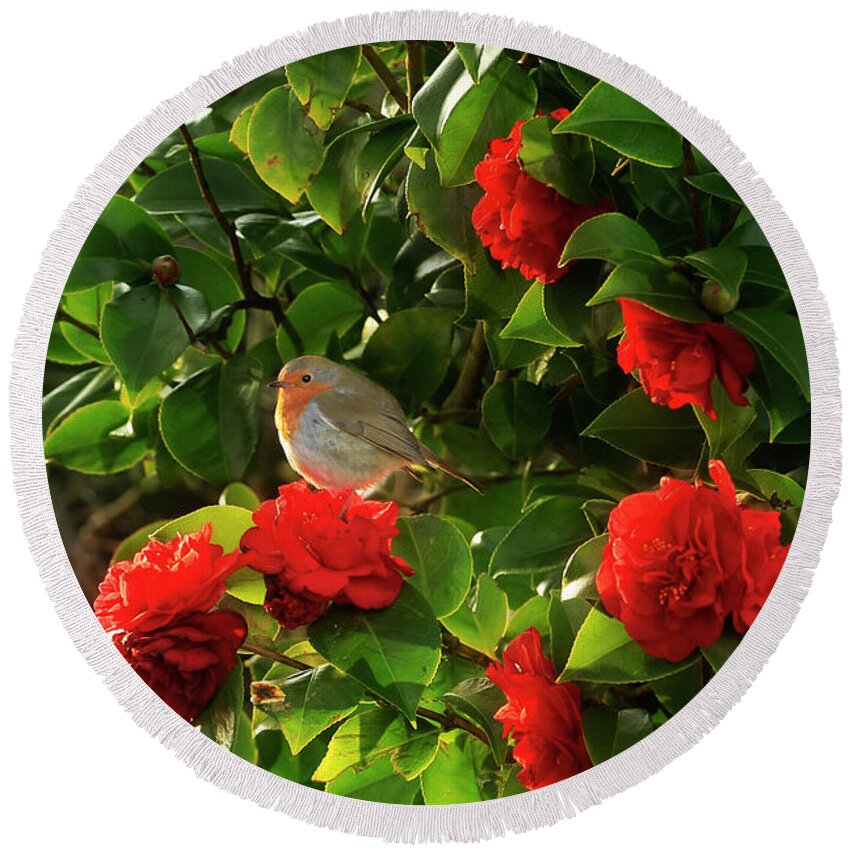 Robin Round Beach Towel featuring the photograph Robin in the Camellia by Terri Waters