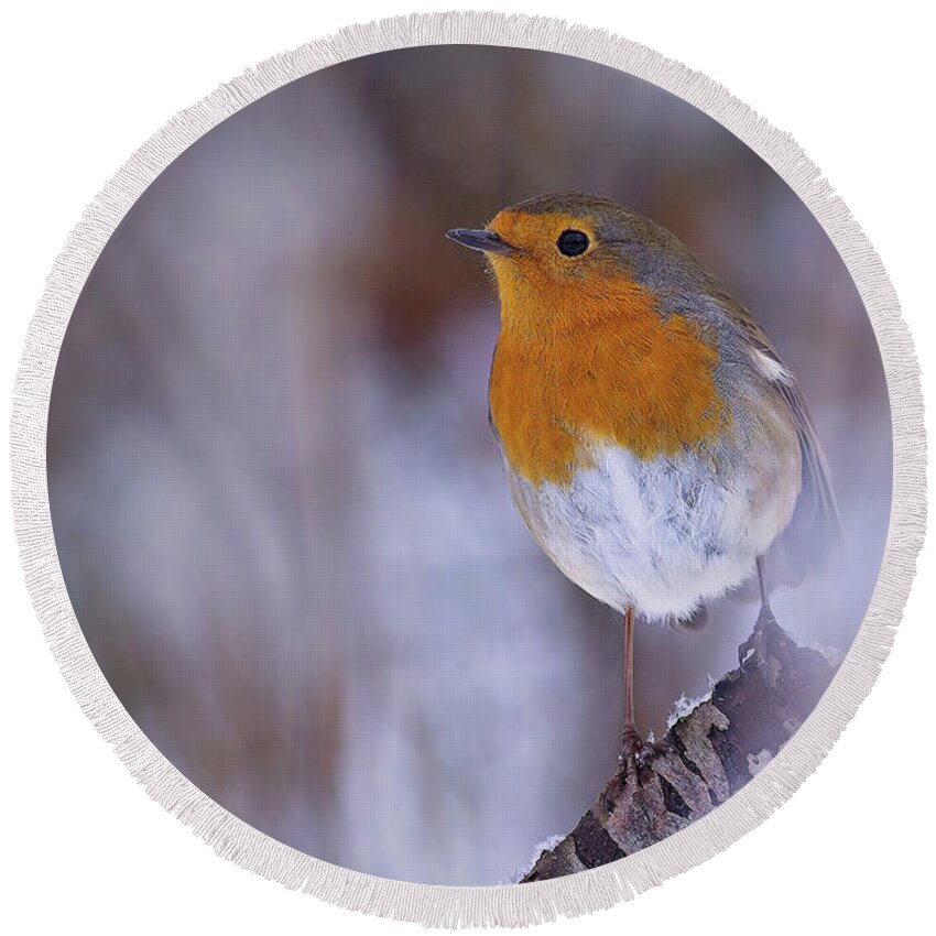 Erithacus Rubecula Round Beach Towel featuring the photograph Robin in the snow by Tony Mills