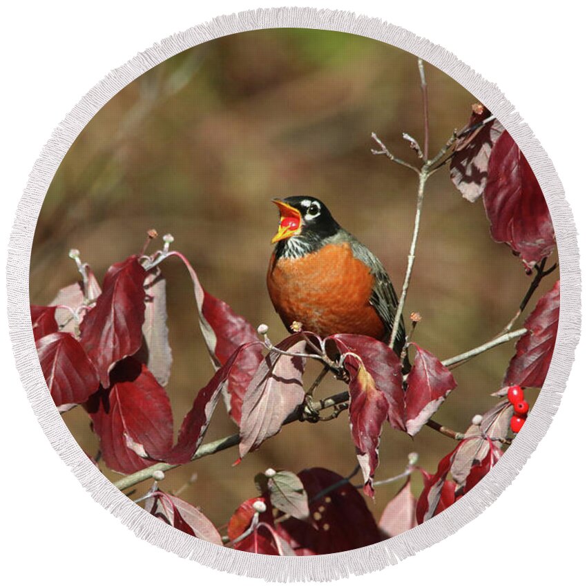 Birds Round Beach Towel featuring the photograph Robin's Lunch Break by Trina Ansel