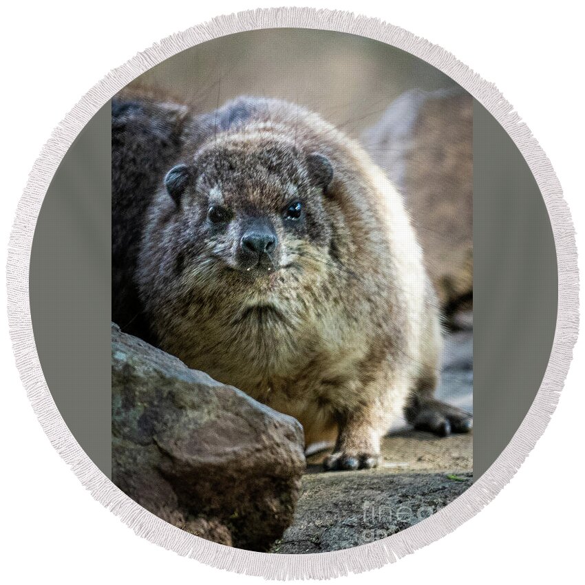 David Levin Photography Round Beach Towel featuring the photograph Rock Hyrax Looking at You by David Levin