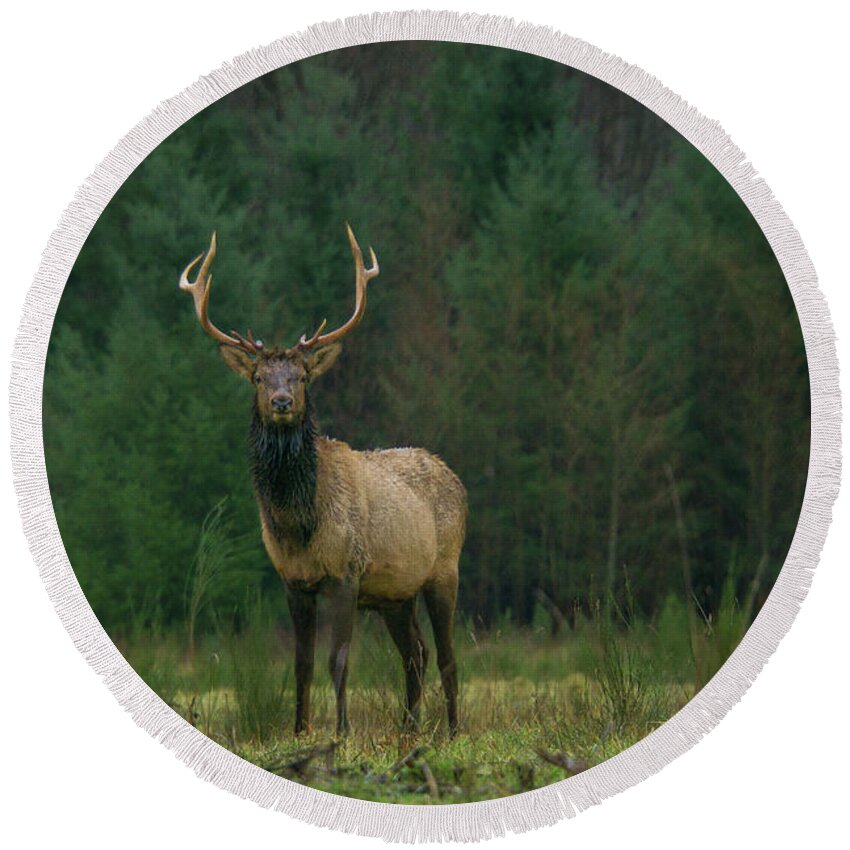 Animal Round Beach Towel featuring the photograph Rocky Mountain Elk in a Forest Clearing by Nancy Gleason
