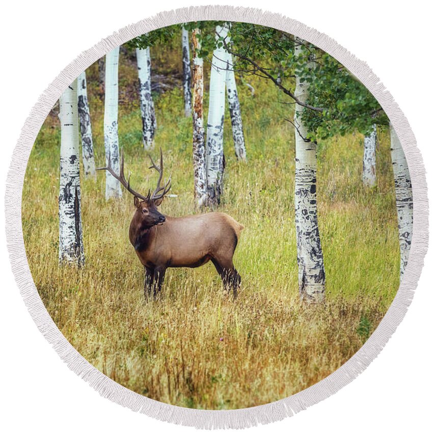 Rocky Mountains Round Beach Towel featuring the photograph Rocky Mountain Bull Elk by Sennie Pierson