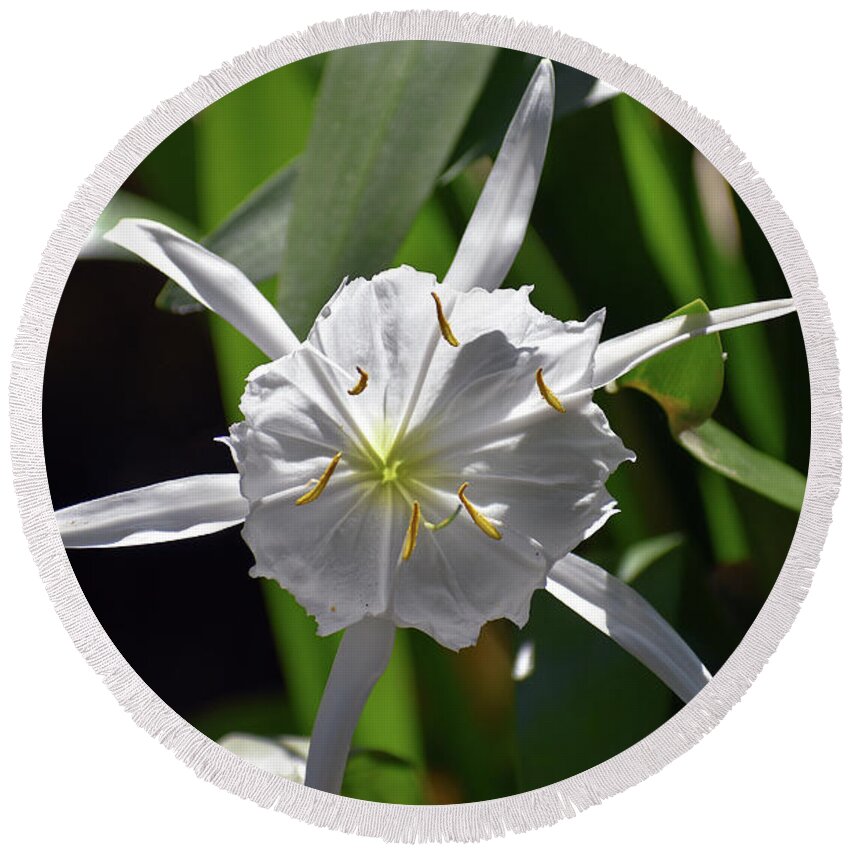 Pictures Of Flowers Round Beach Towel featuring the photograph Rocky Shoal Spider Lily 3 by Skip Willits