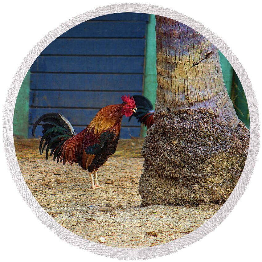 Rooster Round Beach Towel featuring the photograph Rooster Crowing at a Tree by Roberta Byram