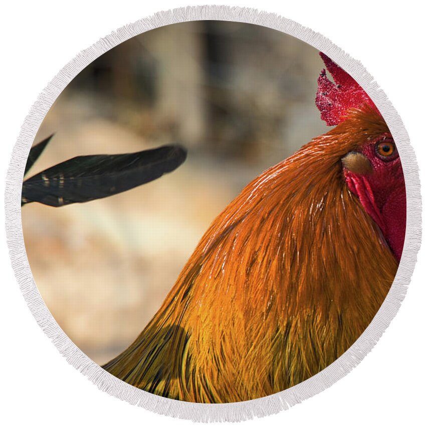 Chicken Round Beach Towel featuring the photograph Rooster by Rene Vasquez