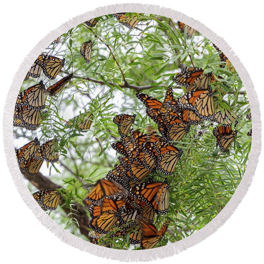 Monarch Butterfly Round Beach Towel featuring the photograph Roosting Time by Steve Templeton