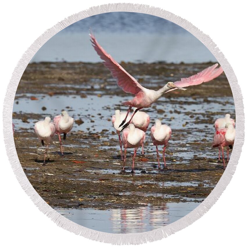 Roseate Spoonbill Round Beach Towel featuring the photograph Roseate Spoonbills Gather Together 2 by Mingming Jiang