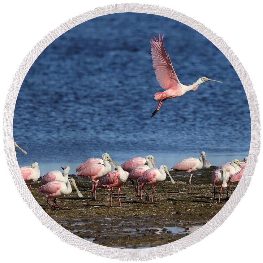 Roseate Spoonbill Round Beach Towel featuring the photograph Roseate Spoonbills Gather Together 5 by Mingming Jiang