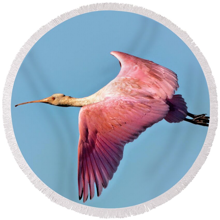 Roseate Spoonbill Round Beach Towel featuring the photograph Roseate Spoonbill in Flight by Jerry Griffin