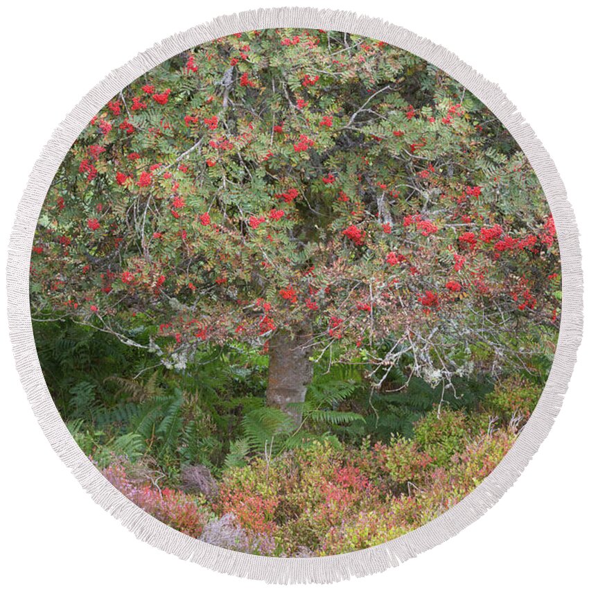 Landscape - Scenery Round Beach Towel featuring the photograph Rowan Tree, Bilberries and Heather by Anita Nicholson