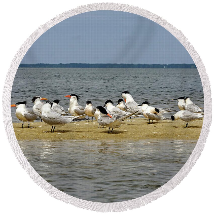Royal Terns Round Beach Towel featuring the photograph Royal Terns on Sand Spit by Sally Weigand