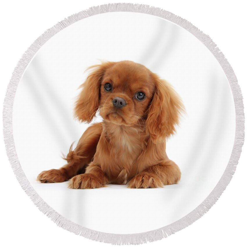 King Charles Round Beach Towel featuring the photograph Ruby King Charles pup by Warren Photographic