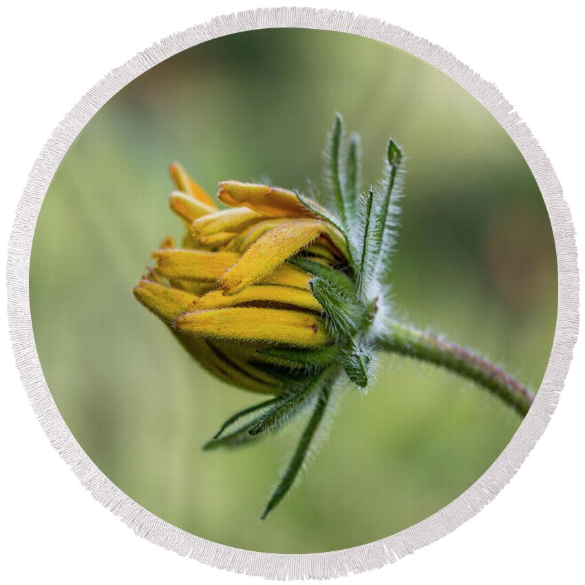 Rudbeckia Round Beach Towel featuring the photograph Rudbeckia Fuzzy Bud by Patti Deters