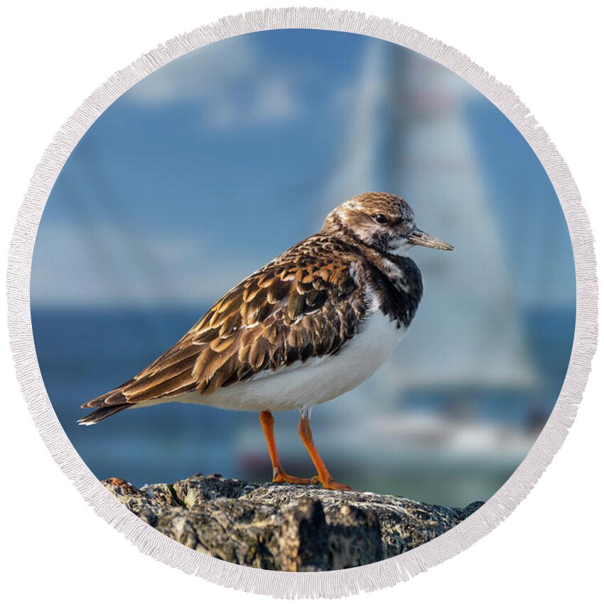 Ruddy Turnstone Round Beach Towel featuring the photograph Ruddy Turnstone in Harbour by Arterra Picture Library