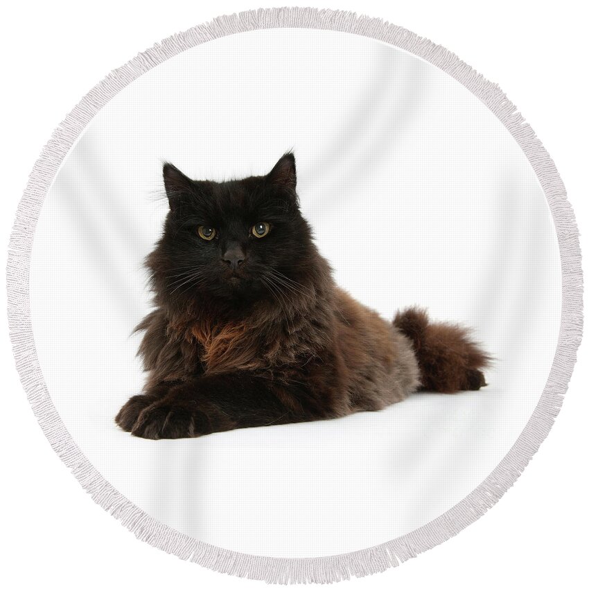 Dark Round Beach Towel featuring the photograph Rugged Relaxing Cat by Warren Photographic