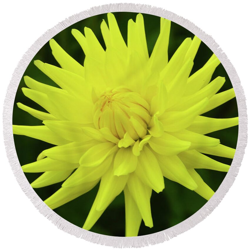 Dahlia Round Beach Towel featuring the photograph Ruskin Limelight by Terence Davis