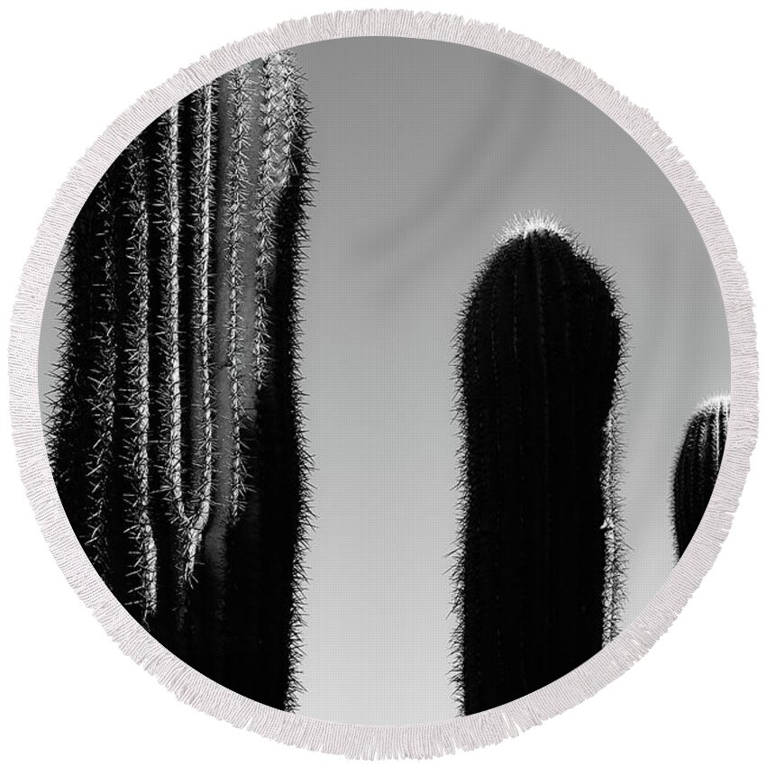 10-52 Feet Tall Round Beach Towel featuring the photograph Saguaro Stand Silhouette BW  by Jennifer Wright