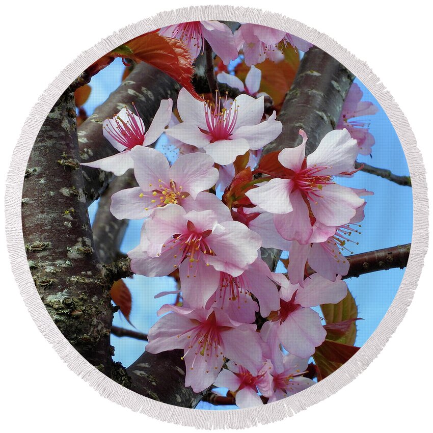 Japanese Cherry Blossom Round Beach Towel featuring the photograph Sakura Tree Flowers by Scott Cameron