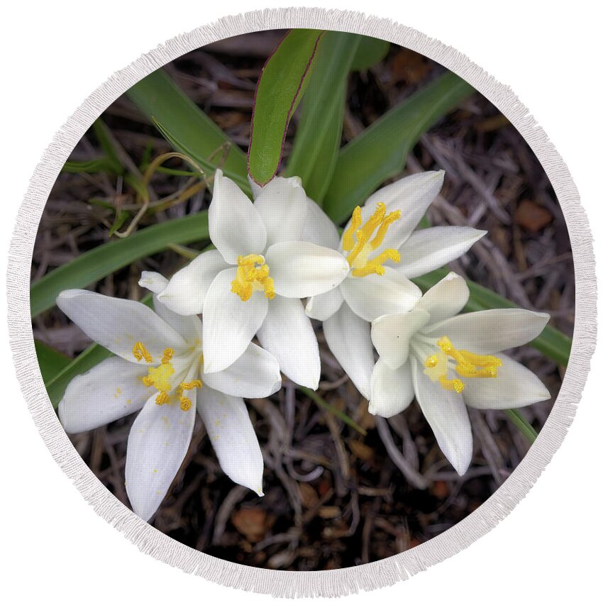 Sand Lilies Round Beach Towel featuring the photograph Sand Lilies by Bob Falcone