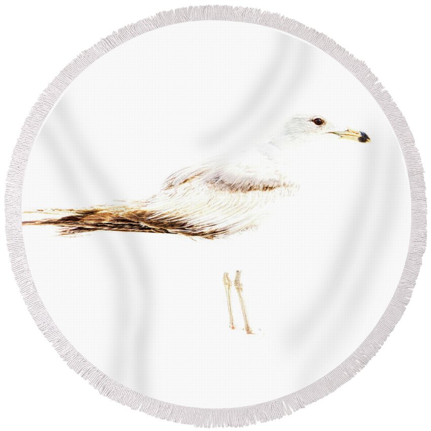 Birds Round Beach Towel featuring the photograph Sanderling by DB Hayes