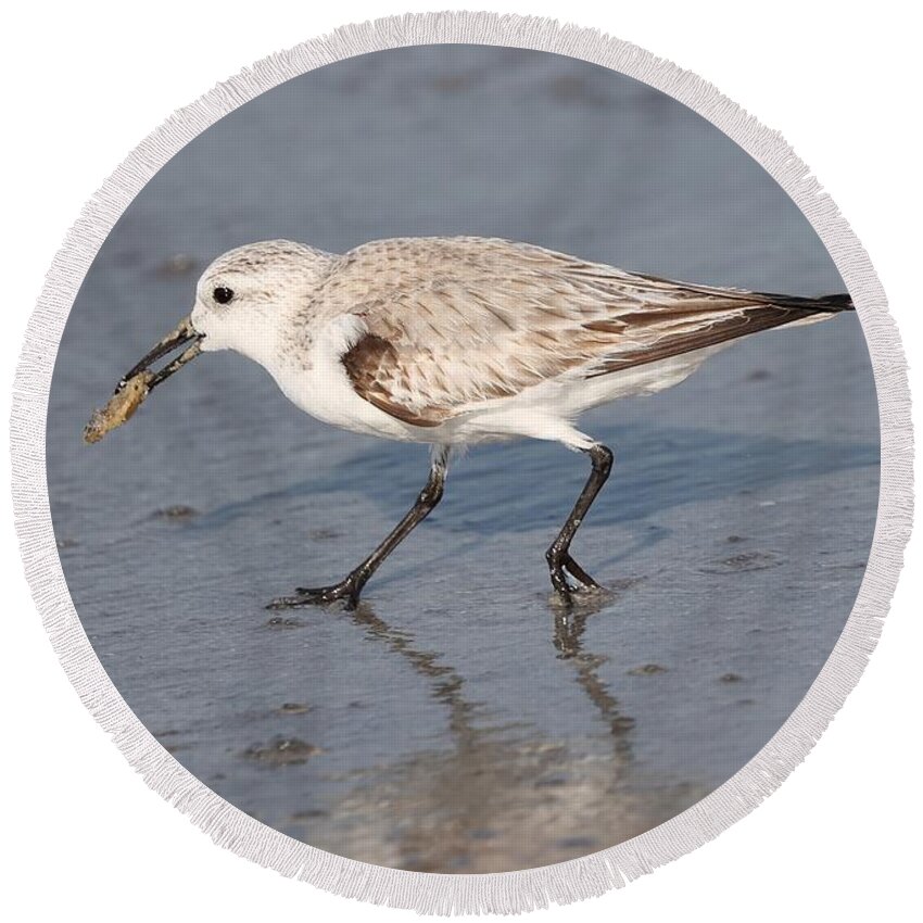 Sanderlings Round Beach Towel featuring the photograph Sanderling by Mingming Jiang