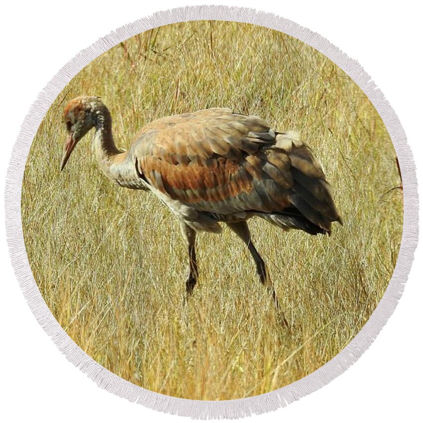 Young Sandhill Crane Round Beach Towel featuring the photograph Sandhill Crane Colt by Nicola Finch