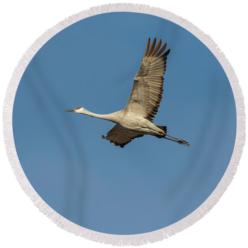 Sandhill Crane Round Beach Towel featuring the photograph Sandhill Crane In Flight 2020-1 by Thomas Young