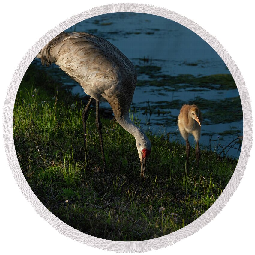 Birds Round Beach Towel featuring the photograph Sandhill Crane by Larry Marshall