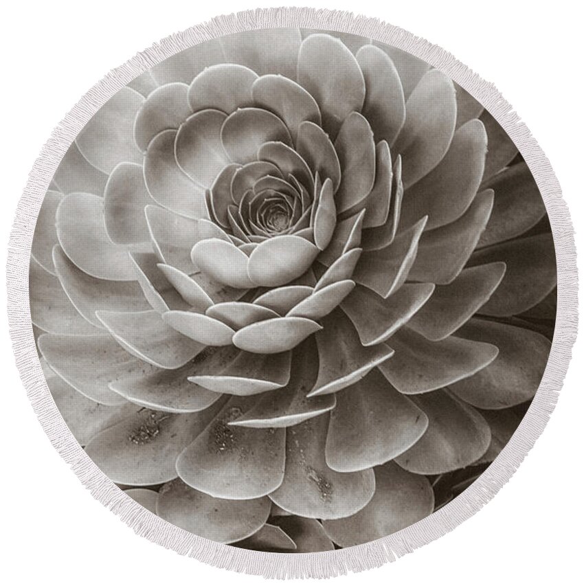 Soft Round Beach Towel featuring the photograph Santa Barbara Succulent#20 by Jennifer Wright