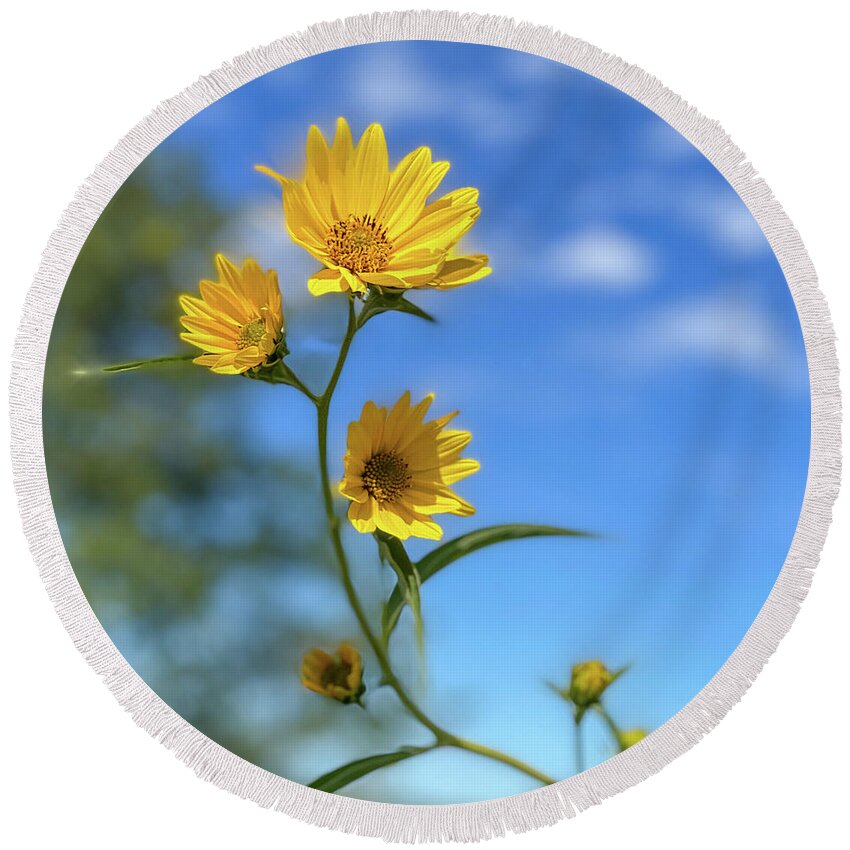 Sunflower Round Beach Towel featuring the photograph Sawtoothed Sunflowers by Grey Coopre