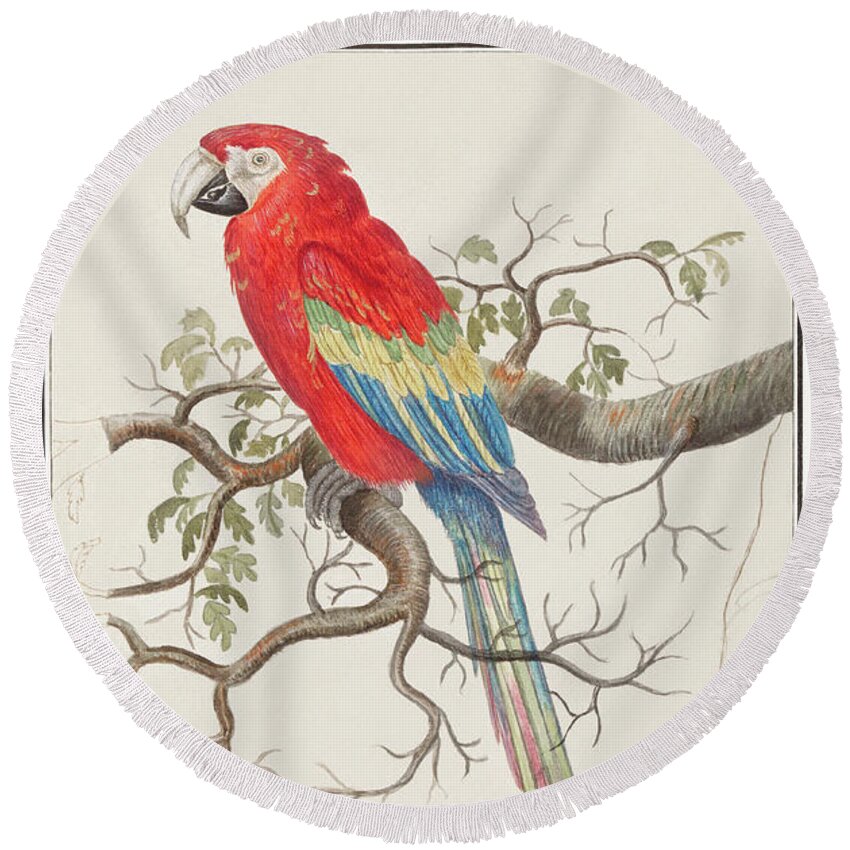 Antique Macaw Round Beach Towel featuring the mixed media Scarlet Macaw by World Art Collective