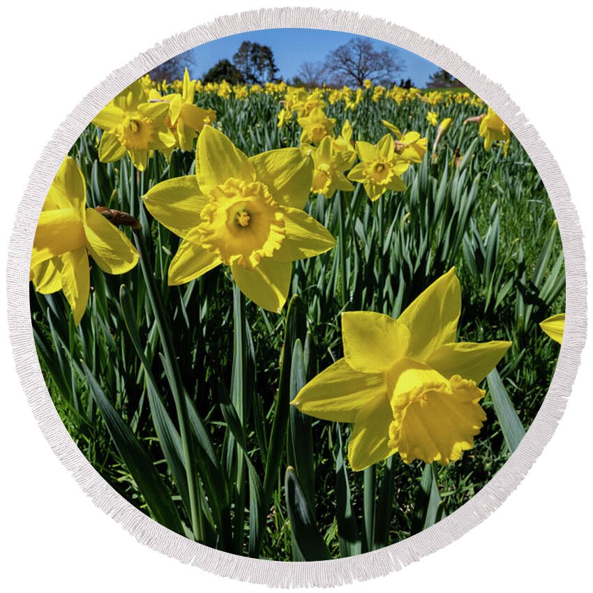Spring Round Beach Towel featuring the photograph Sea of Daffodils by Kevin Suttlehan
