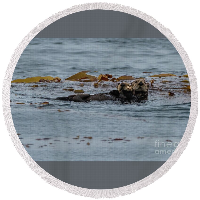 Animal Round Beach Towel featuring the photograph Sea Otter Mother and Pup in Kelp by Nancy Gleason