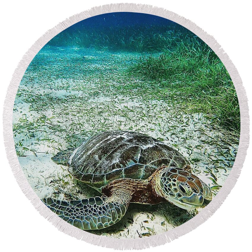 Belize Round Beach Towel featuring the photograph Sea turtle on the outskirts of the Belize barrier reef by Devin Wilson