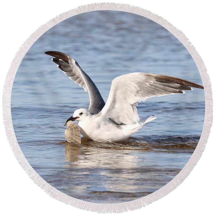 Seagull Round Beach Towel featuring the photograph Seagull and Its Catch by Mingming Jiang
