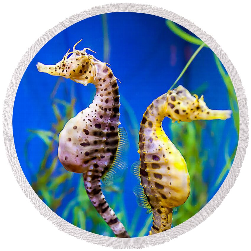 Seahorse Round Beach Towel featuring the photograph Seahorse Argument by Fred J Lord