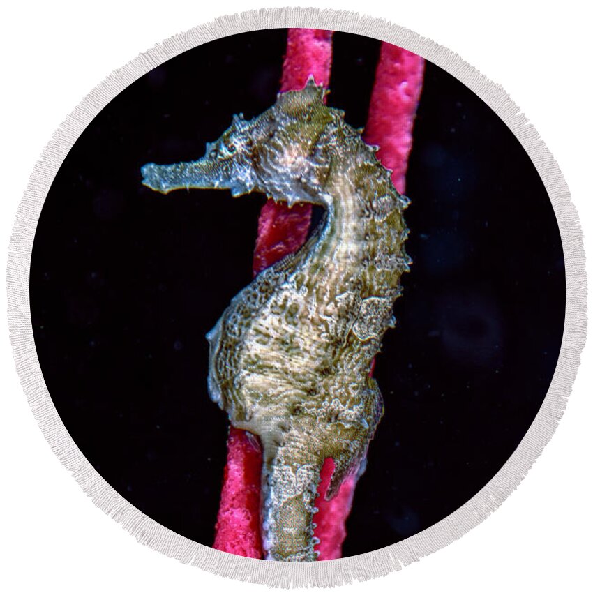Lined Seahorse Round Beach Towel featuring the photograph Seahorse on Gorgonian Coral by WAZgriffin Digital