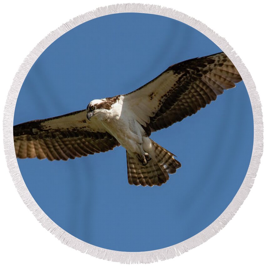 Osprey Round Beach Towel featuring the photograph Searching by Cathy Kovarik