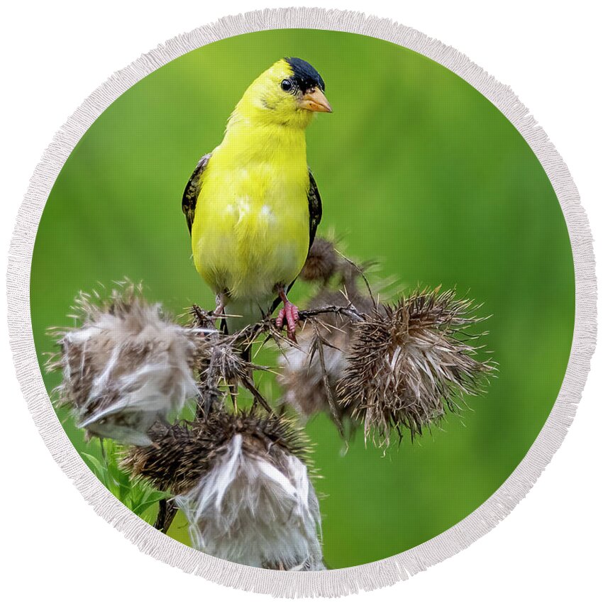 Goldfinch Round Beach Towel featuring the photograph Season's End by Regina Muscarella
