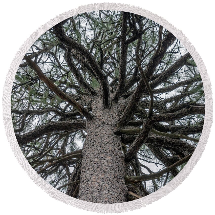 Talkest Round Beach Towel featuring the photograph Second Talkest Pine Tree in North Carolina by WAZgriffin Digital