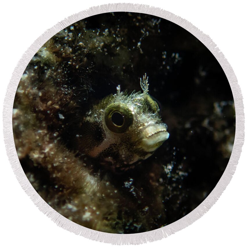 Blenny Round Beach Towel featuring the photograph Secretary blenny peeking out by Brian Weber