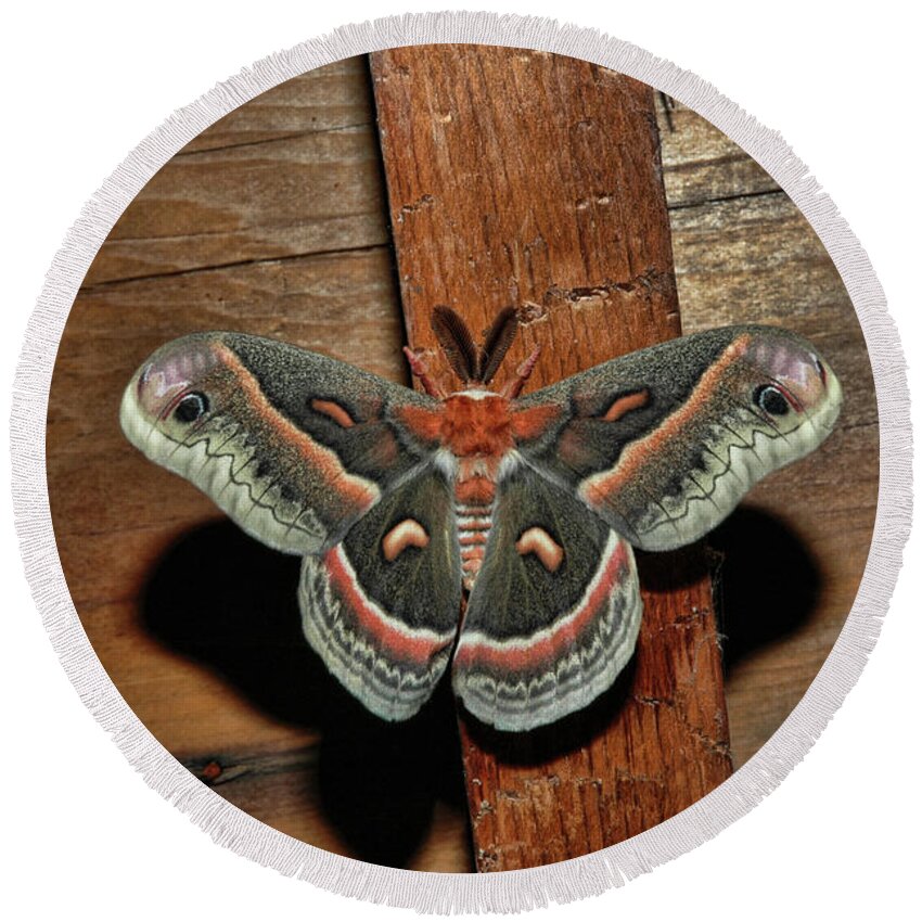 Moth Round Beach Towel featuring the photograph Secropius by David Armstrong