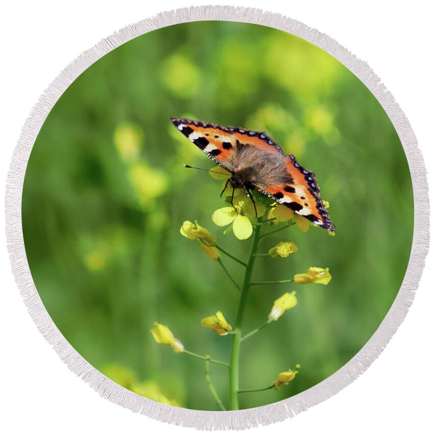 Aglais Urticae Round Beach Towel featuring the photograph Service of the nature. Small tortoiseshell by Jouko Lehto