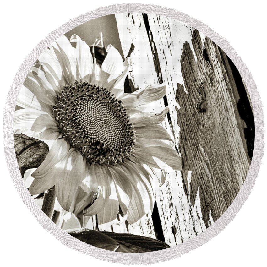 Sunflower Round Beach Towel featuring the photograph Shadow Study by Susie Loechler