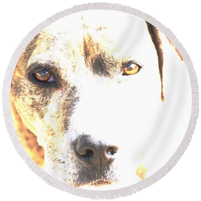 Dog Round Beach Towel featuring the photograph She Sees Me by Kae Cheatham