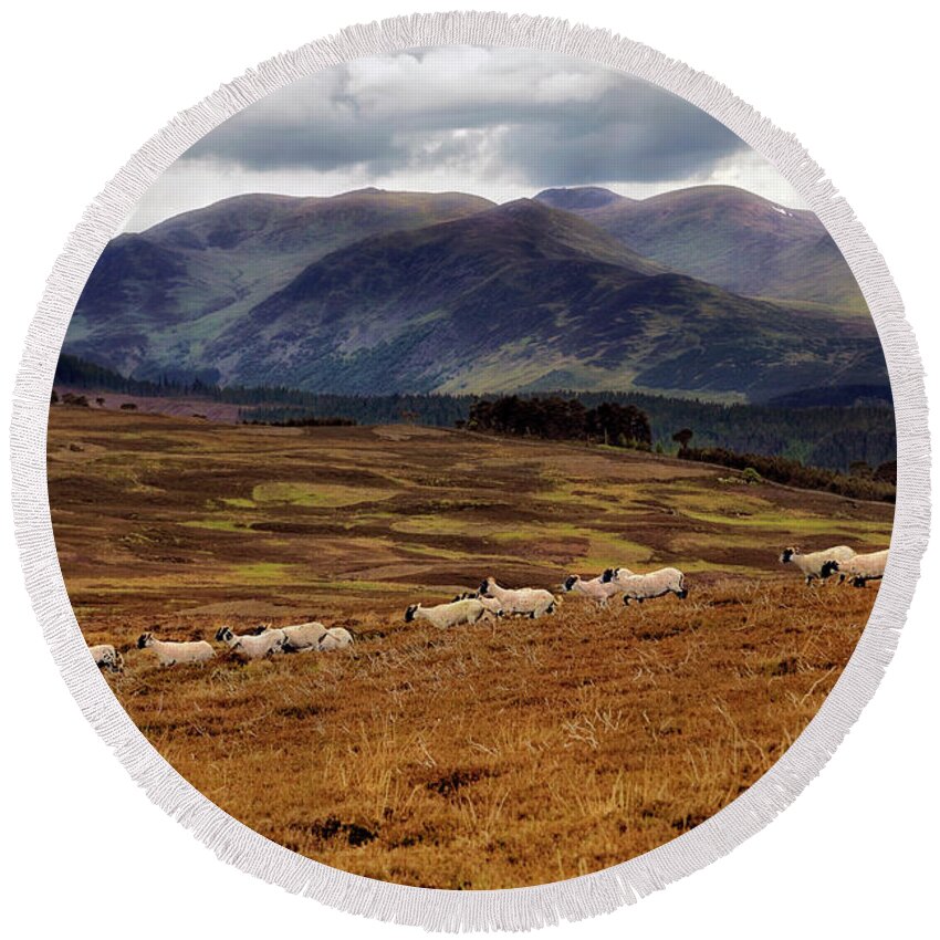 Sheep Round Beach Towel featuring the photograph Sheep in the Scottish Highlands - Perthshire Scotland - Landscape by Jason Politte