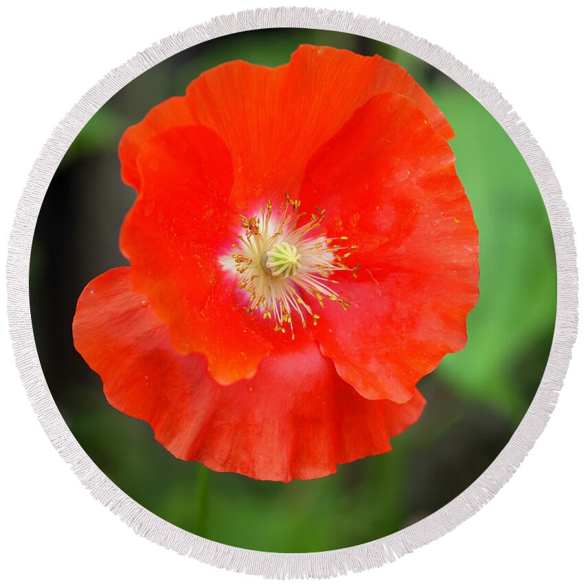 Shirley Poppy Round Beach Towel featuring the photograph Shirley Poppy 2022-1 by Thomas Young