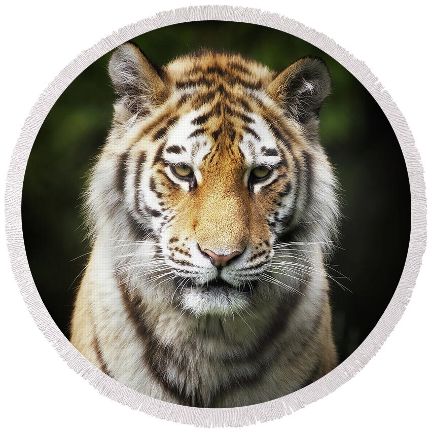 Tiger Round Beach Towel featuring the photograph Siberian Tiger portrait by Jane Rix
